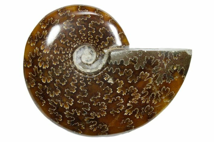 Polished Ammonite (Cleoniceras) Fossil - Madagascar #348515